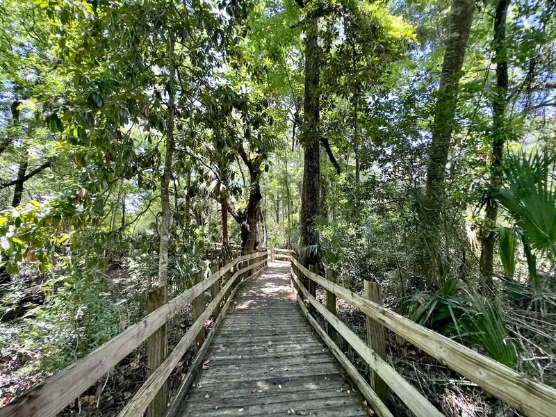Wooden boardwalk winding through shaded woodland at Fanning Springs State Park