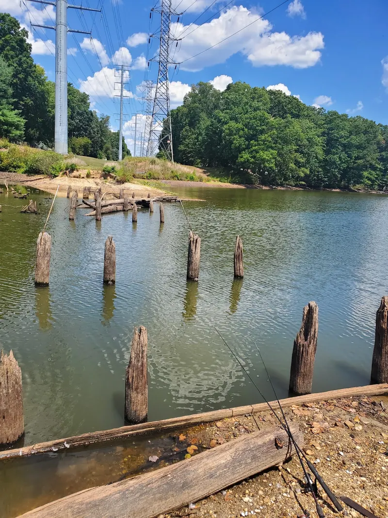 Timber remains protruding from Farrington Lake beneath overhead power lines