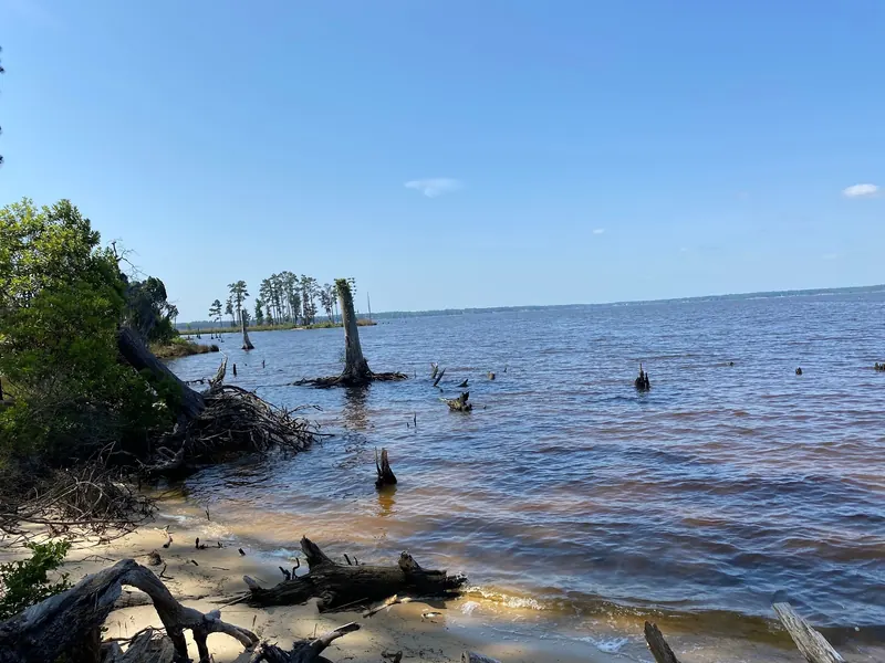 Pamlico River shoreline with exposed roots and tree stumps at Goose Creek State Park
