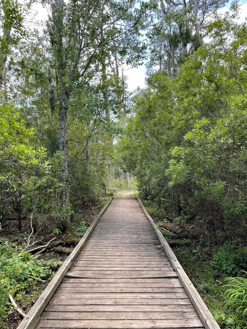 Wooden boardwalk through dense woodland at Goose Creek State Park
