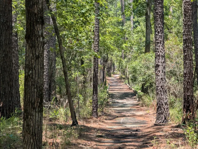 Woodland path with a short wooden crossing at Goose Creek State Park
