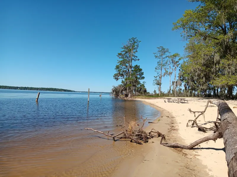 Sandy Pamlico River shoreline with picnic tables and exposed driftwood at Goose Creek State Park