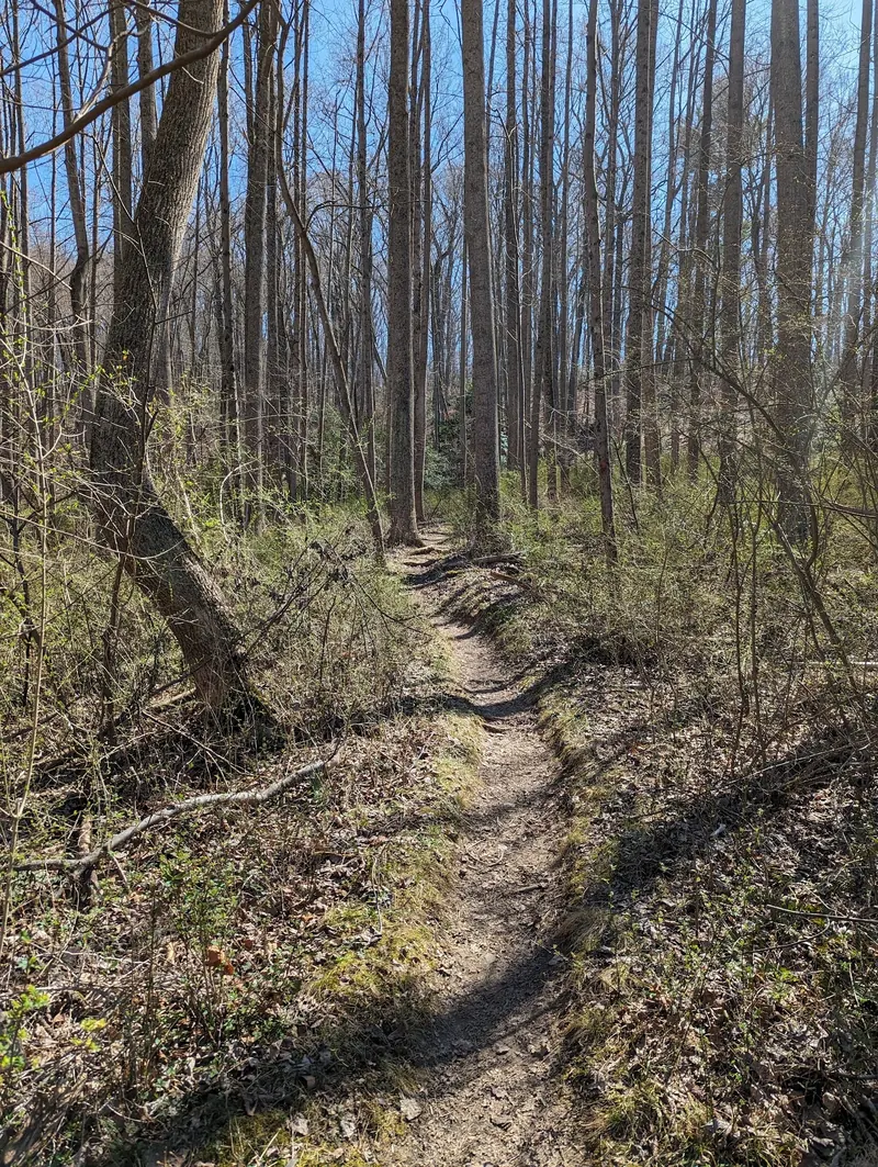 Narrow natural-surface woodland trail in a historical Gunpowder Falls Hereford area photograph