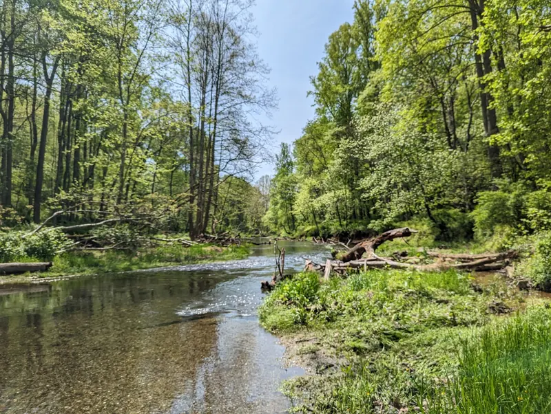 Historical wooded river view with fallen branches along the banks in the saved Gunpowder Falls Hereford collection