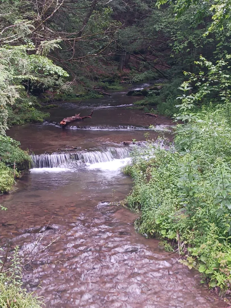 Small wooded creek cascades from the Hammersley Wild Area photo collection; exact pool location unverified