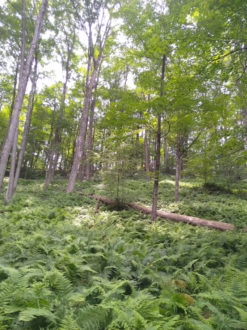 Fern-covered forest floor and fallen tree in the Hammersley Wild Area photo collection