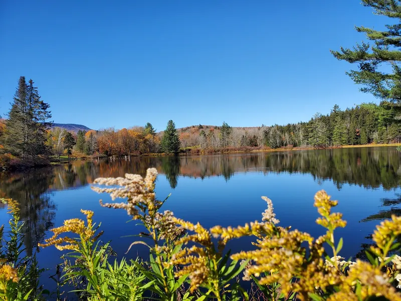 Autumn trees reflected across Hapgood Pond with shoreline plants in the foreground