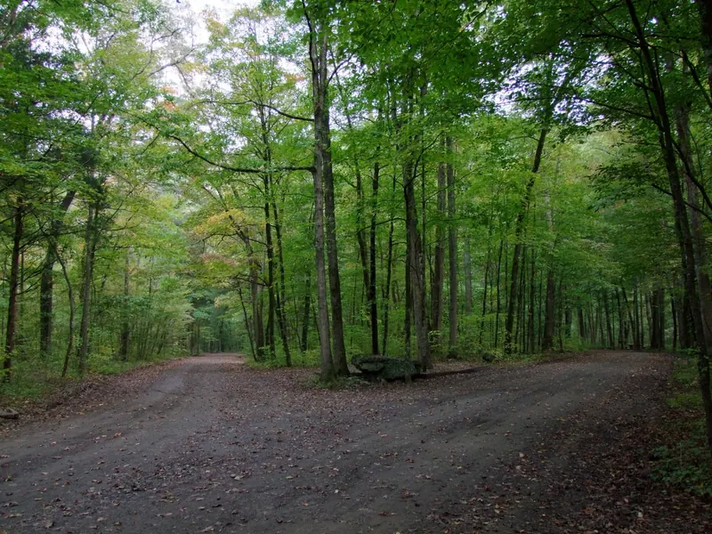 Unpaved road curving among hardwood trees in the Haw Creek Falls recreation-area collection; historical forest context, not turn-by-turn directions