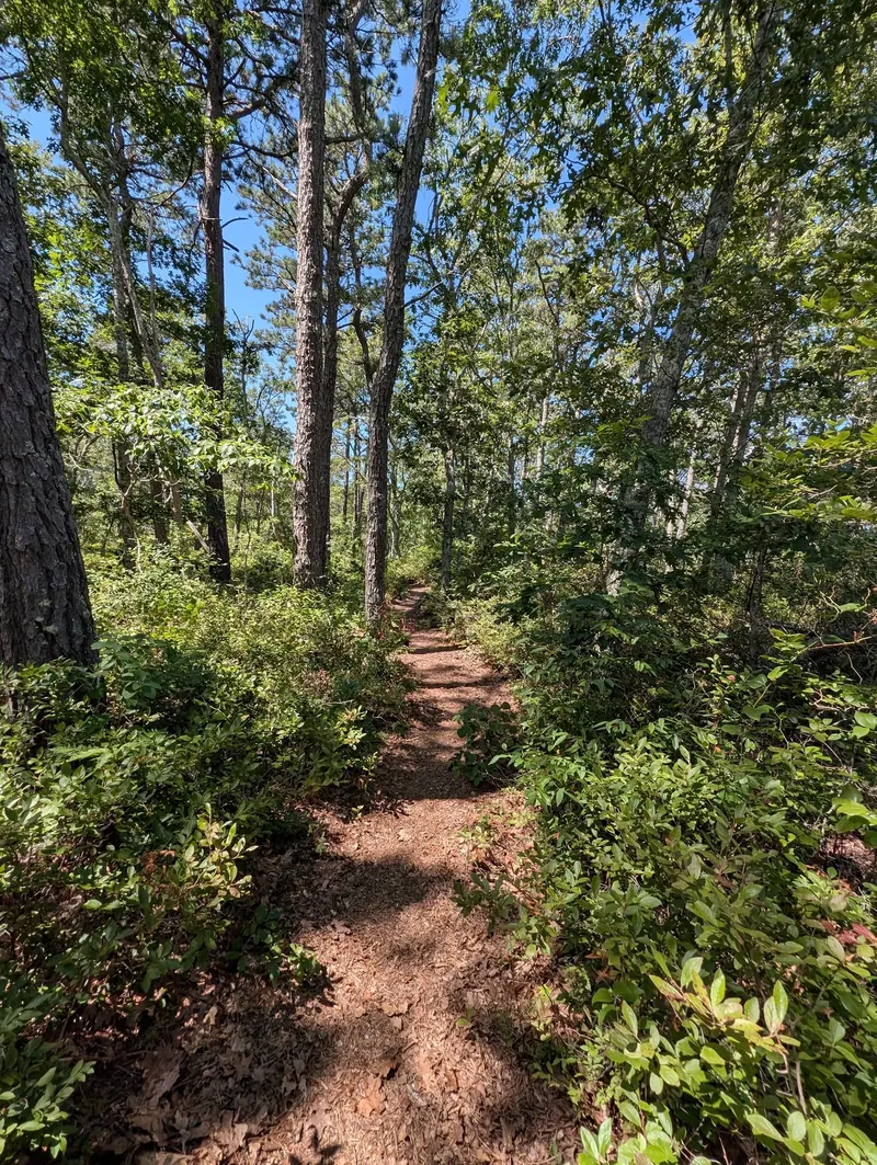 Narrow woodland path among trees in a historical Hawksnest State Park photo