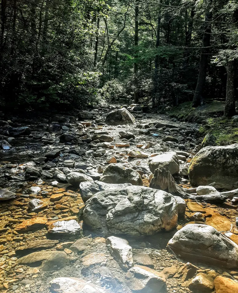 Shallow flowing creek among rocks and shaded woodland in the Horse Creek collection