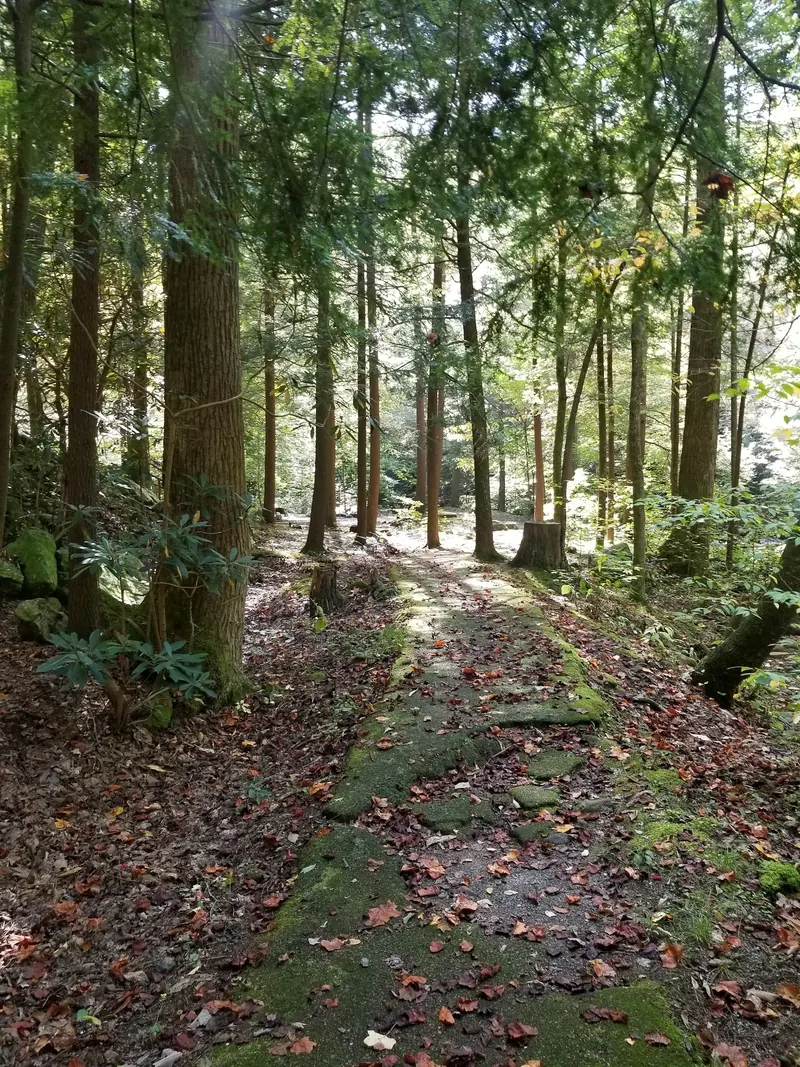 Leaf-covered woodland path with mossy pavement in the Horse Creek Recreation Area collection