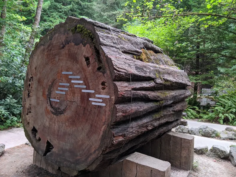 A large tree cross-section displayed for interpretation in the Humboldt Redwoods setting