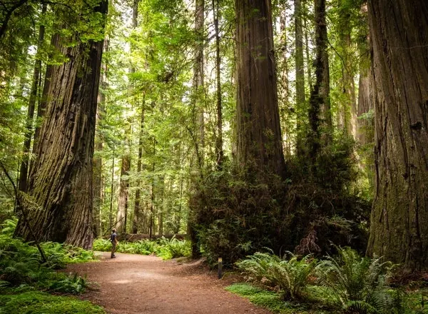 A quiet trail winding between Humboldt Redwoods forest trees