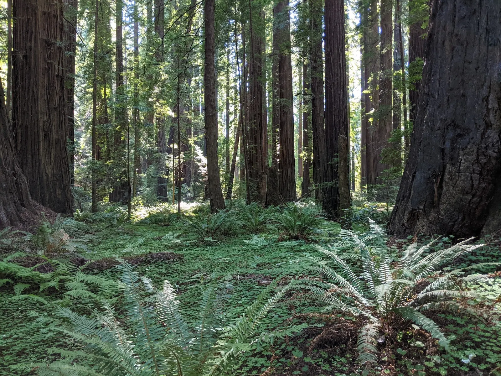Sunlight filtering through tall Humboldt Redwoods trees above forest ferns