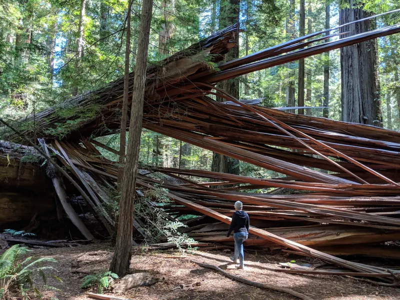 Split fallen redwood trunk with a visitor seen from behind in the Humboldt Redwoods collection; forest context, not a river-access route