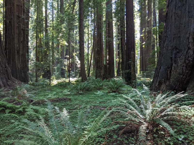 Sunlight filtering through tall Humboldt Redwoods trees above forest ferns