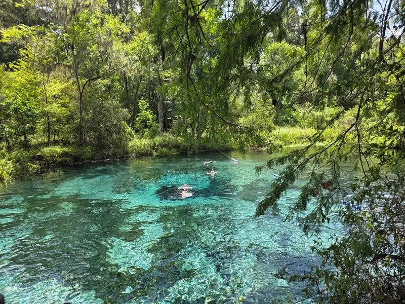 Swimmers viewed from behind in a tree-lined spring basin at Ichetucknee Springs State Park