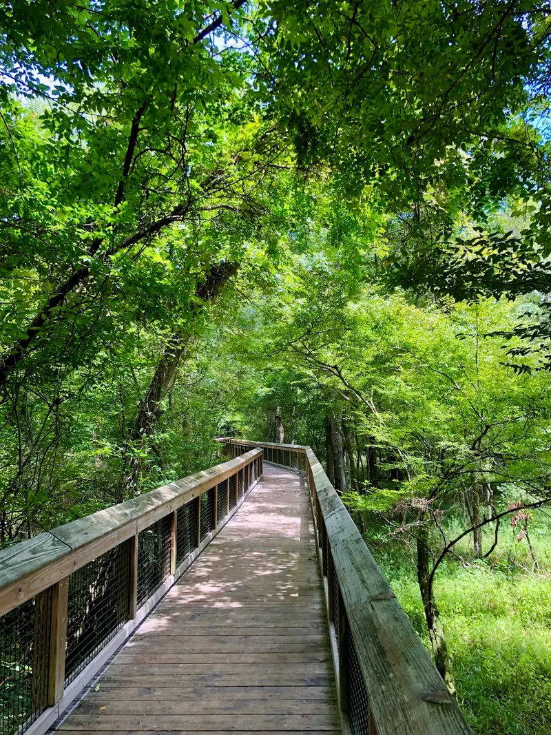 Historical wooden boardwalk beneath leafy canopy at Ichetucknee Springs State Park; not proof of accessible water entry