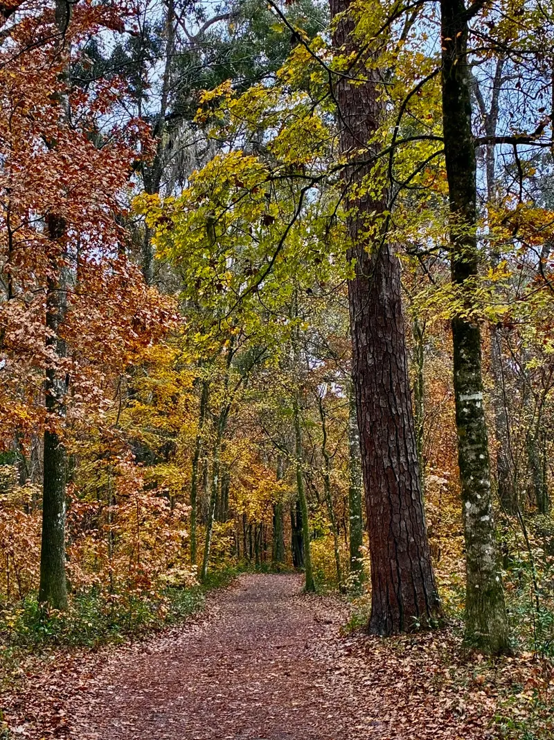 Historical leaf-covered woodland path with yellow and red foliage at Ichetucknee Springs State Park; exact trail and water-access route not verified