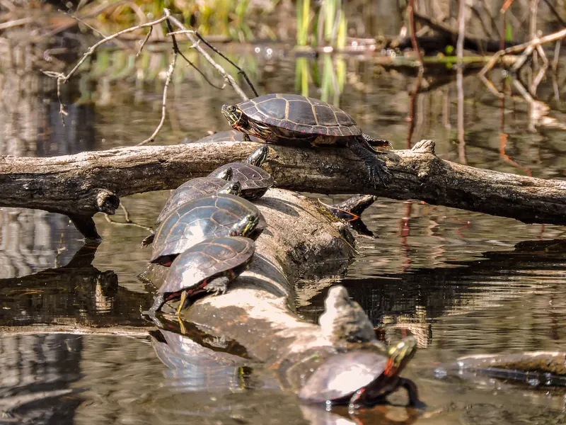 Turtles resting on fallen logs in the river-level Ipswich photo collection