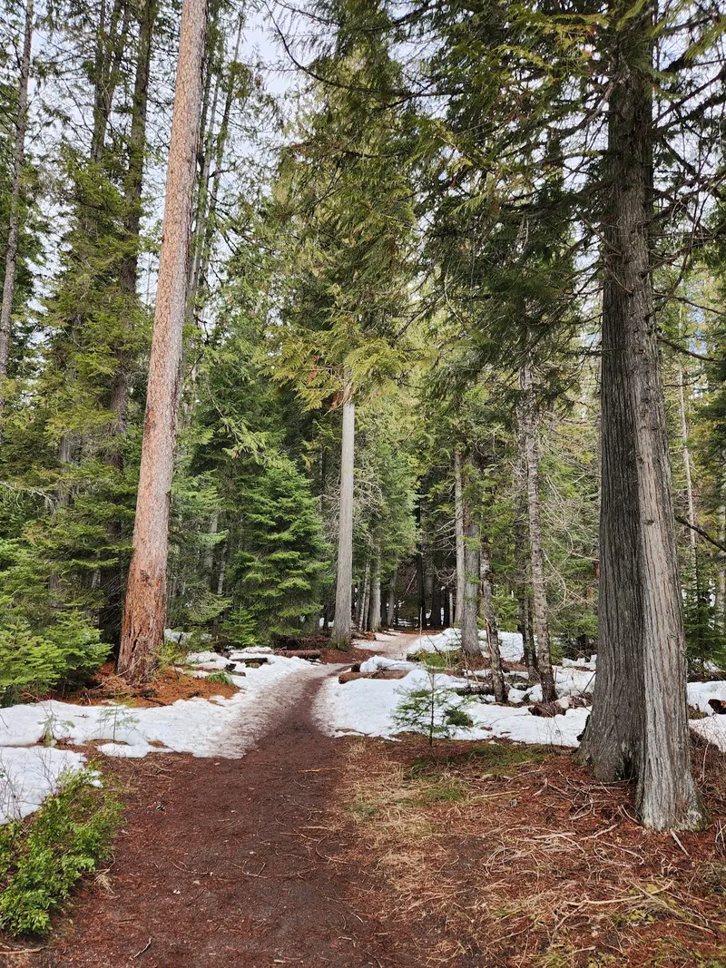 Forest path with patches of snow in the Jerry Johnson collection; historical trail scenery, not today's snow or access conditions