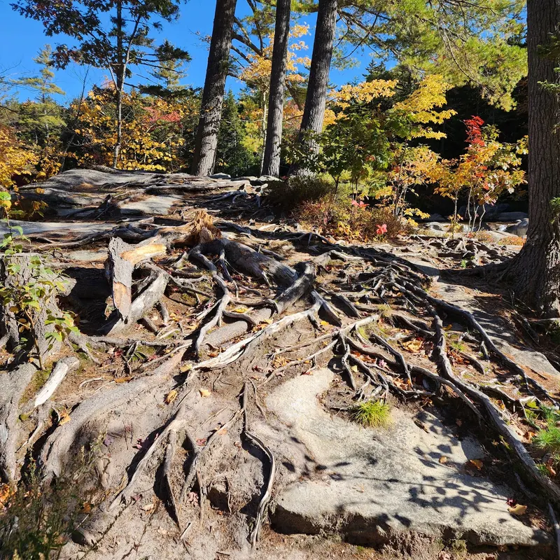 Exposed tree roots and uneven rock surfaces beside autumn-colored woodland in the Lower Falls collection
