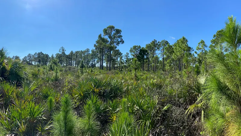 Pines and palmetto vegetation in the Larry and Penny Thompson park photo set