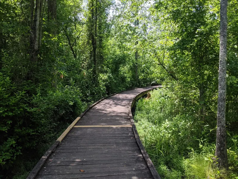 Empty wooden boardwalk curving through dense green woodland in the Lee State Park photo collection