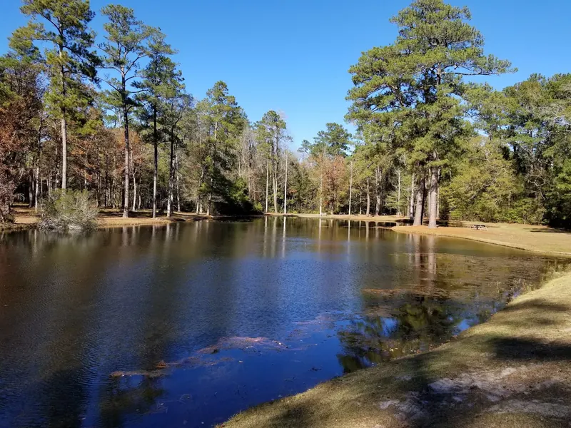 Pine trees and a picnic table beside a reflective pond in the Lee State Park photo collection