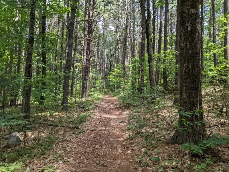 Dirt path through mature woodland in a saved Leominster State Forest photo