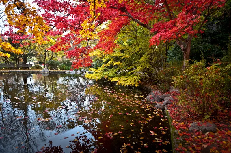 Landscaped pond and empty bench beneath autumn foliage in Lithia Park