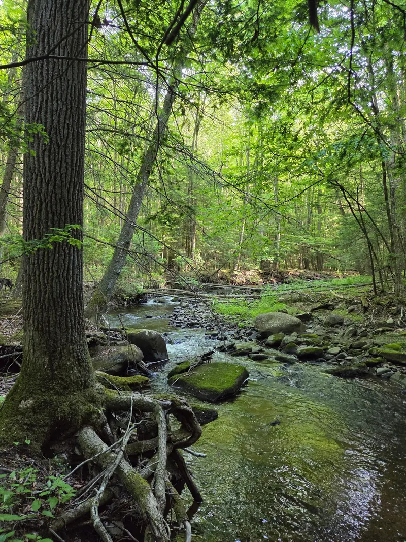 Woodland creek with moss-covered rocks and fallen branches in the Little Shickshinny Falls photo collection