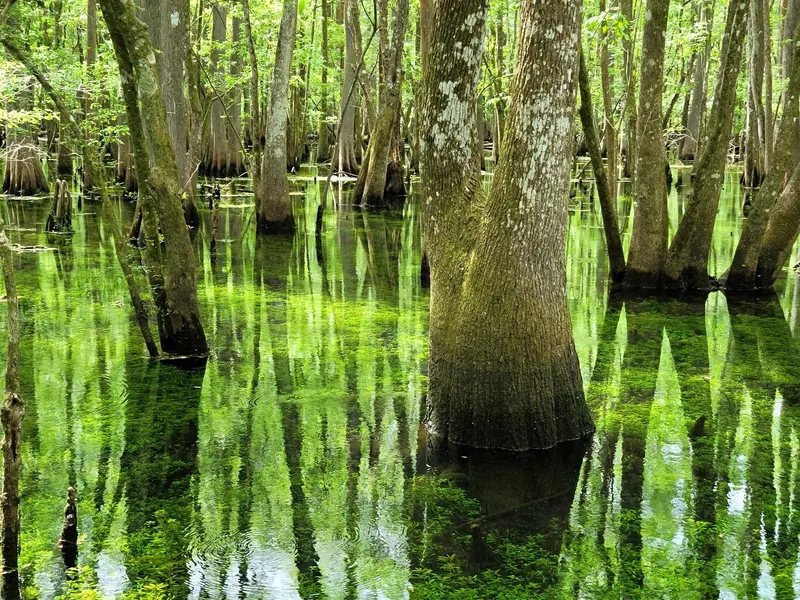 Cypress trunks reflected in wetland water at Manatee Springs State Park, not a swimming access point