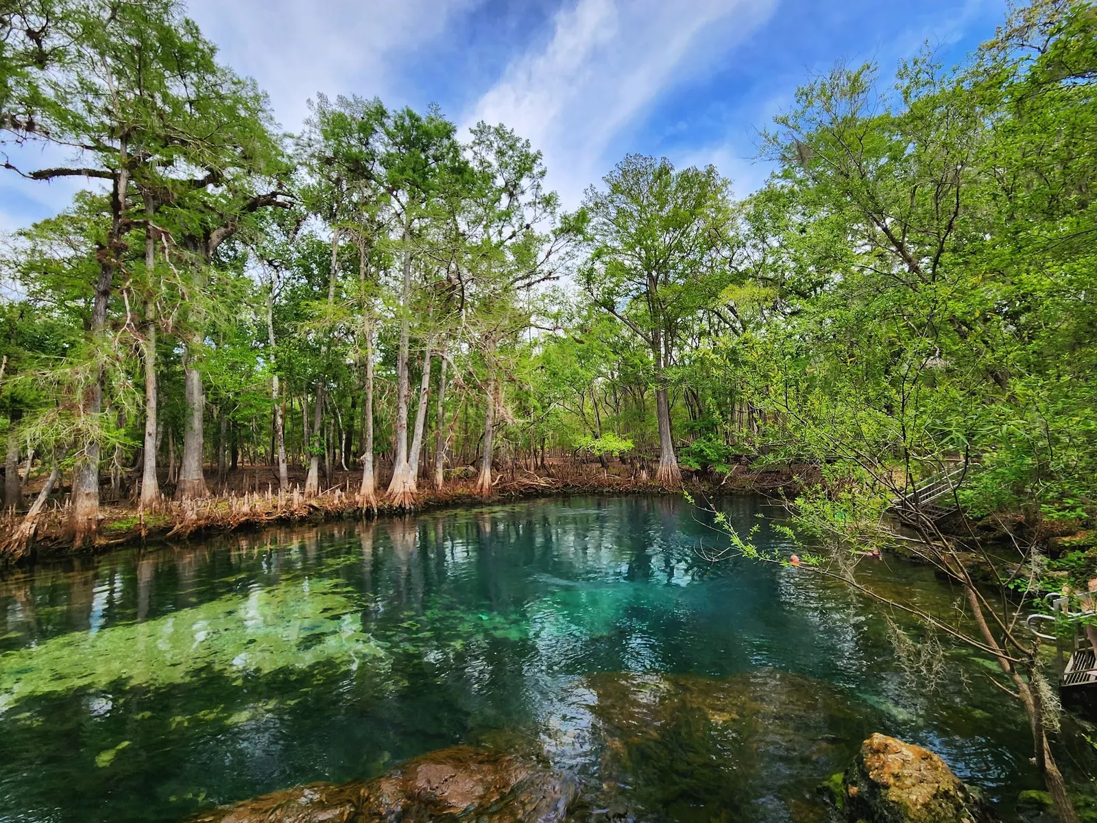 Spring basin bordered by cypress trees and metal entry rails at Manatee Springs State Park