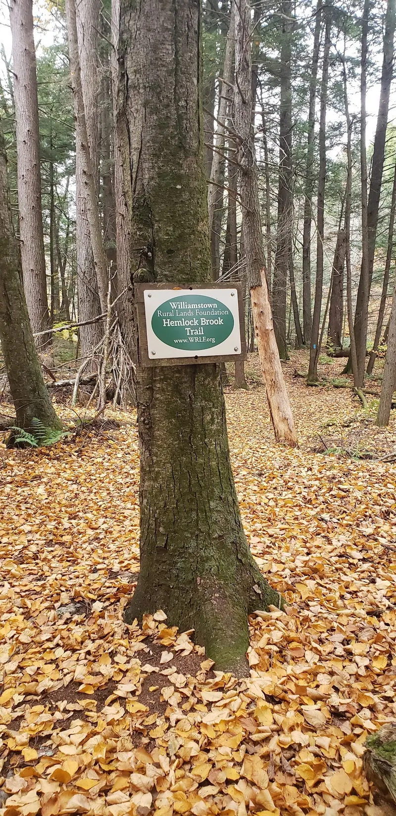 Hemlock Brook Trail sign attached to a tree along an autumn woodland path