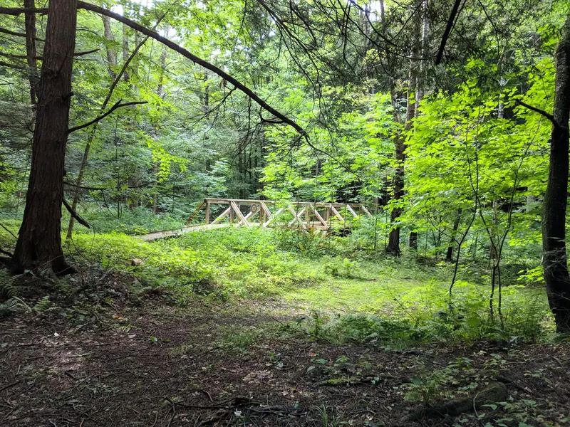 Wooden footbridge framed by dense woodland in the Margaret Lindley Park trail area