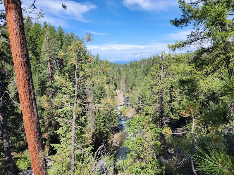 McCloud River gorge seen through pine trees from above