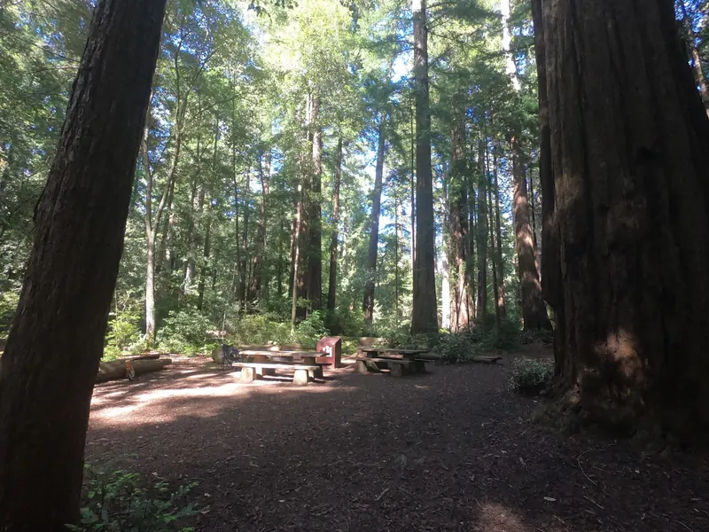 A picnic table and storage box in a shaded Memorial Park redwood setting