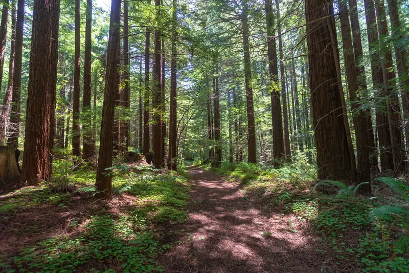 A forest path among tall redwoods and ferns at Memorial County Park