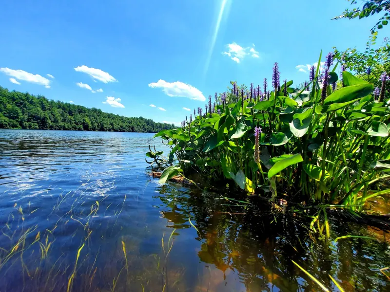 Broad leaves and purple flowering plants along the Merrimack River shoreline