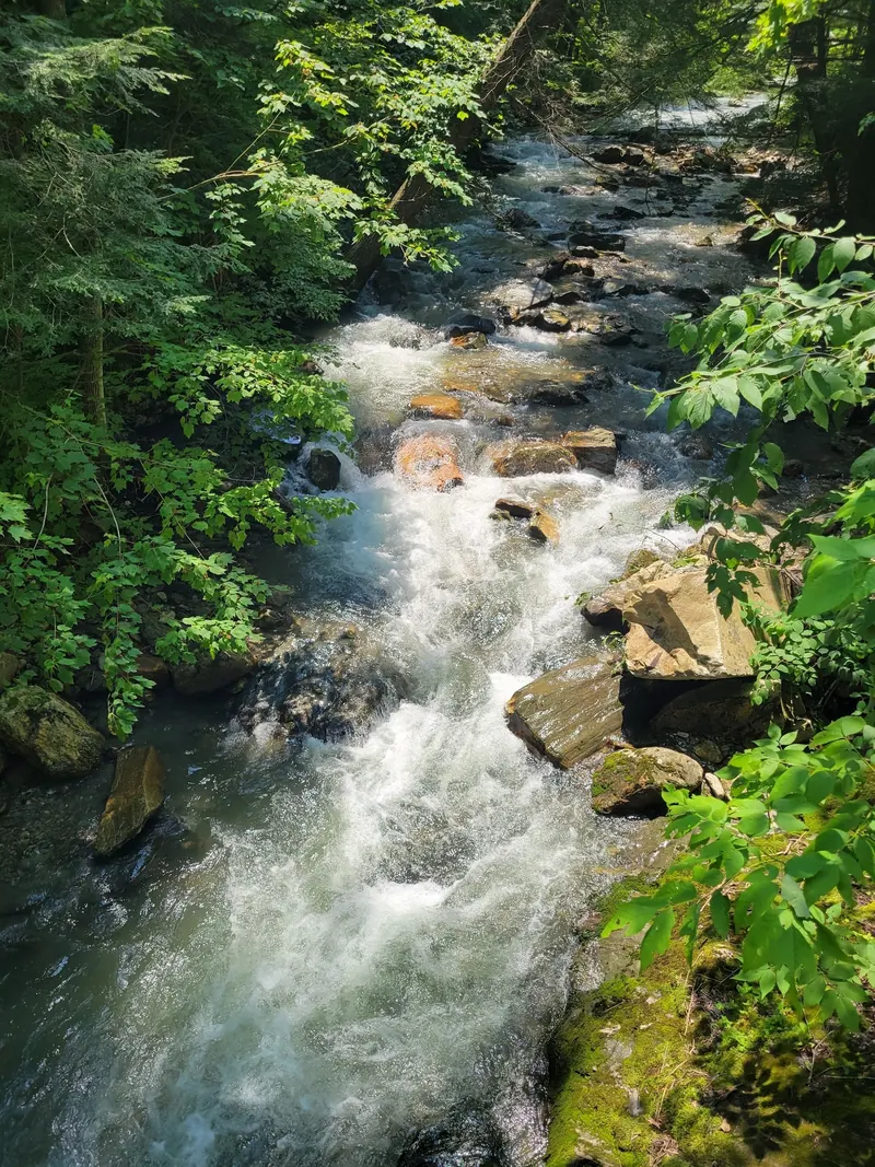 Rocky stream flowing beneath leafy trees in the Mount Hope Park area