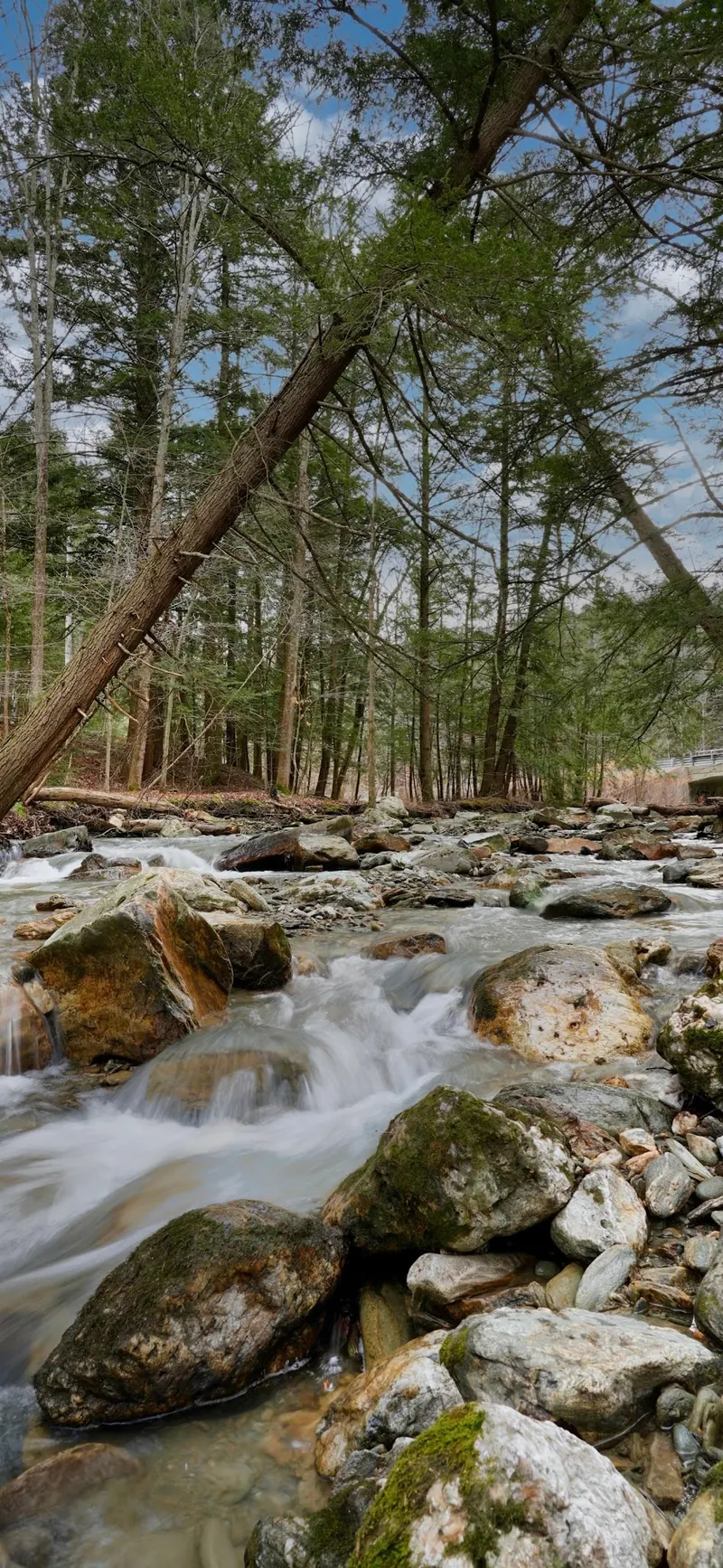 Wooded rocky stream near a bridge in the Mount Hope Park area
