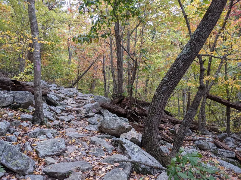 Rocky woodland trail with purple blazes and autumn leaves in the Mountain Run area