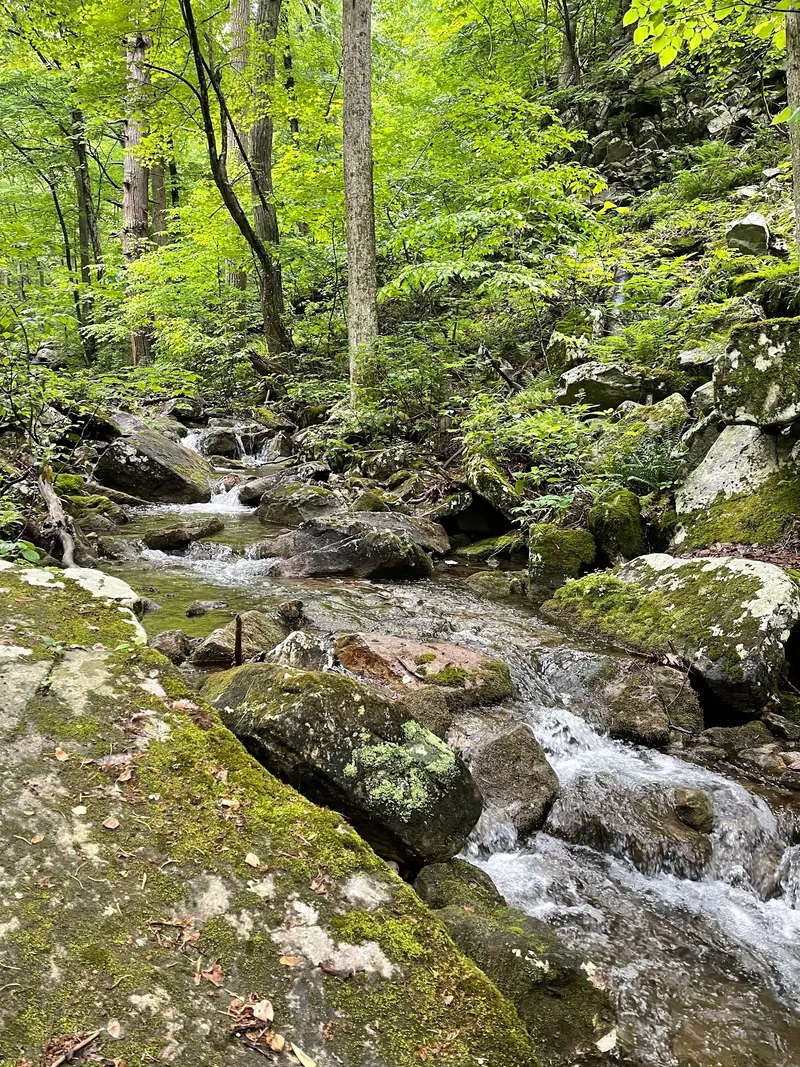 Small cascades flowing between rocks in the wooded Mountain Run area