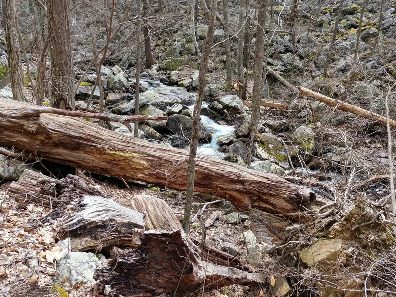 Fallen logs and boulders across a wooded creek in the Mountain Run area