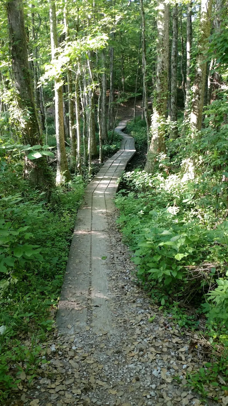 Narrow wooden boardwalk winding through trees in a Neuse River Recreation Area context photo