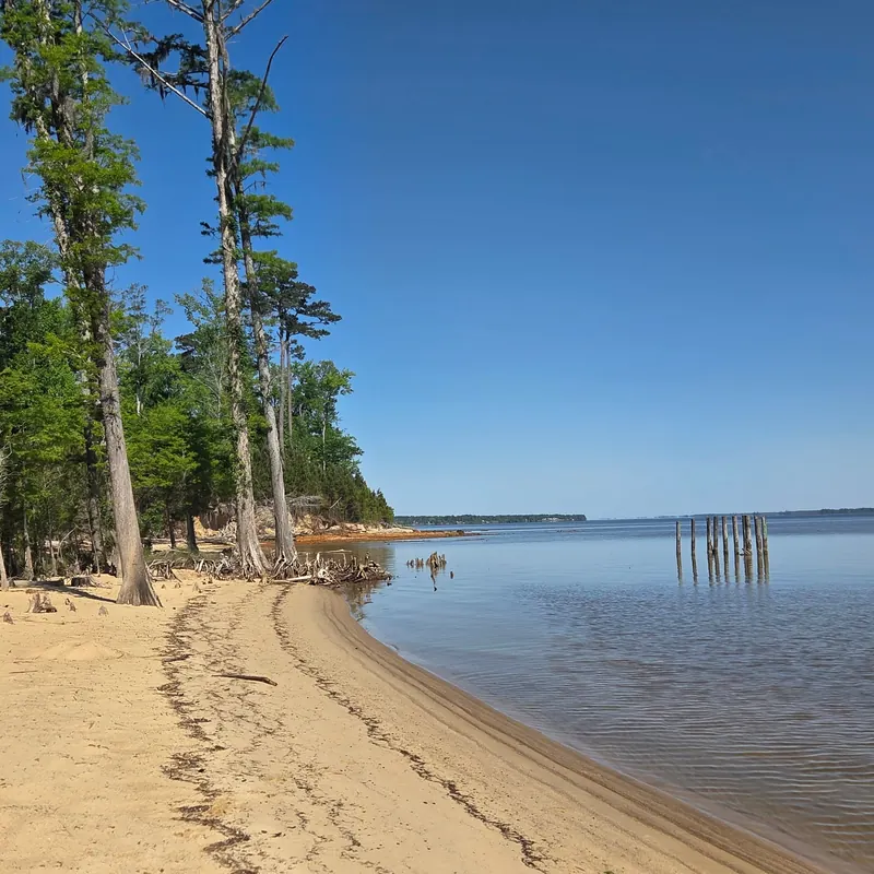 Sandy Neuse River shoreline with exposed tree roots and old pilings in a historical recreation-area photo