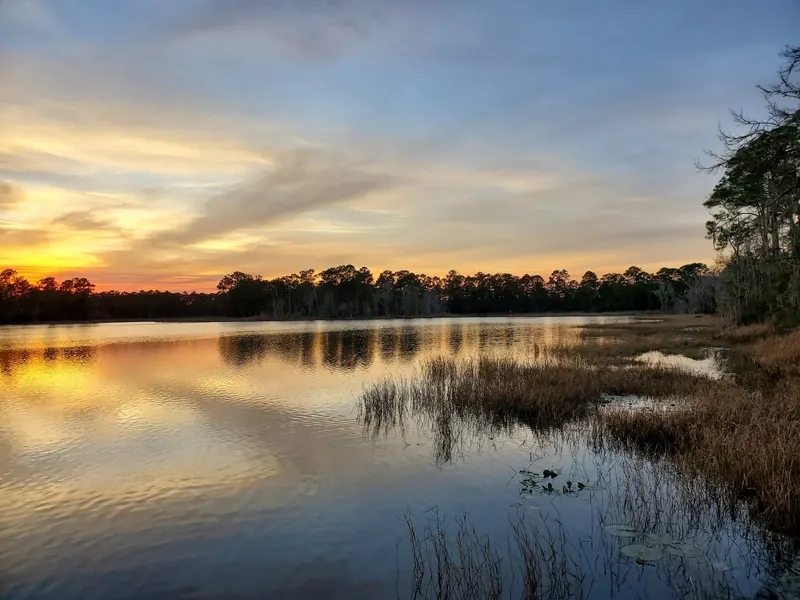 Golden sky reflected across a wooded lake with shoreline grasses in the Ocala National Forest photo collection