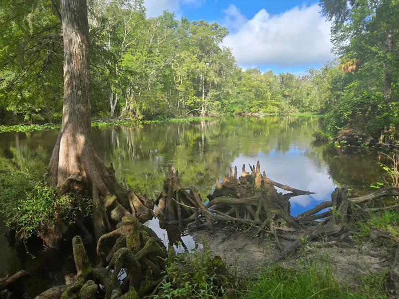 Exposed tree roots beside a wooded waterway in the Ocala National Forest collection, not an identified swimming entrance