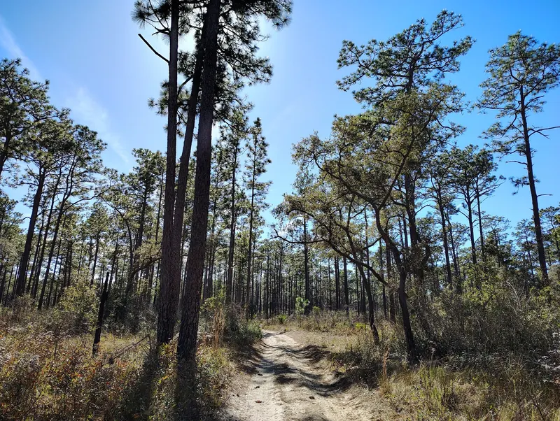 Sandy path among tall pines and low vegetation in the Ocala National Forest collection, not a verified spring access route